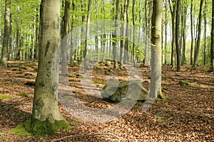 The nature park in Czech Republic called `VodÄ›radskÃ© buÄiny`